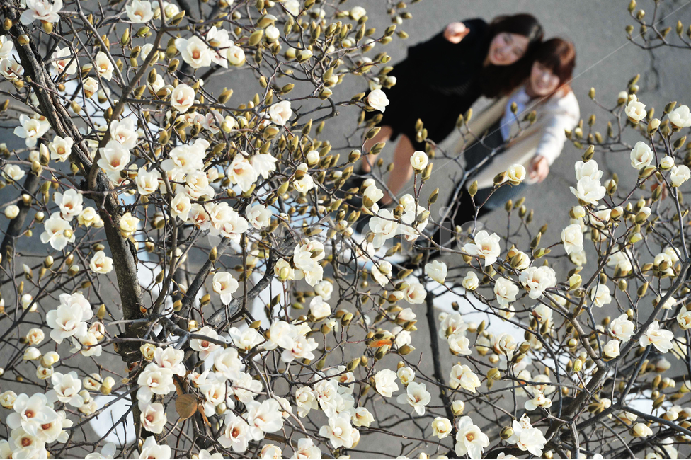 봄,목련,꽃,flower,magnolia,spring,봄,계절,spring,season,식물,자연,plants,nature,꽃,flower,사람,인물,인간,human,person,인물실루엣,사람실루엣,character silhouette,human silhouette,친구,우정,friendship,companion,plant