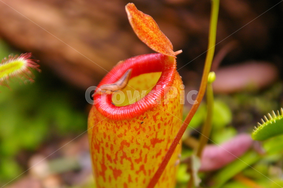 식충식물,식물,plant,insectivorousplant,네펜데스,식물,자연,plants,nature
