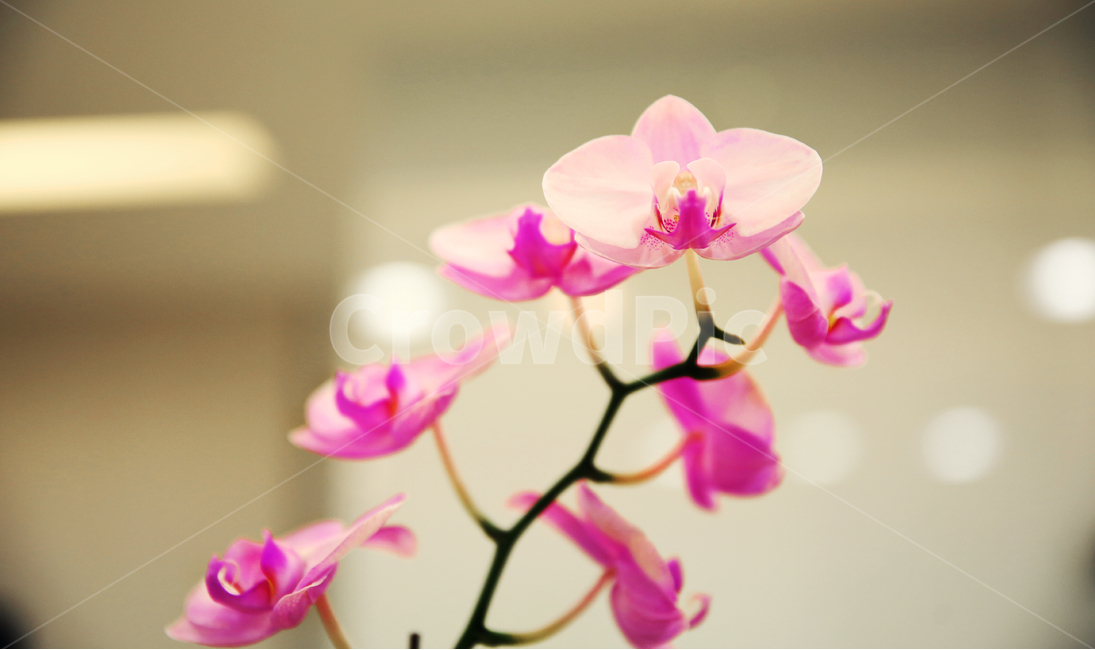 봄,난꽃,서양난,꽃,난,식물,자연,plants,nature,꽃,flower,감성,sensible,feeling