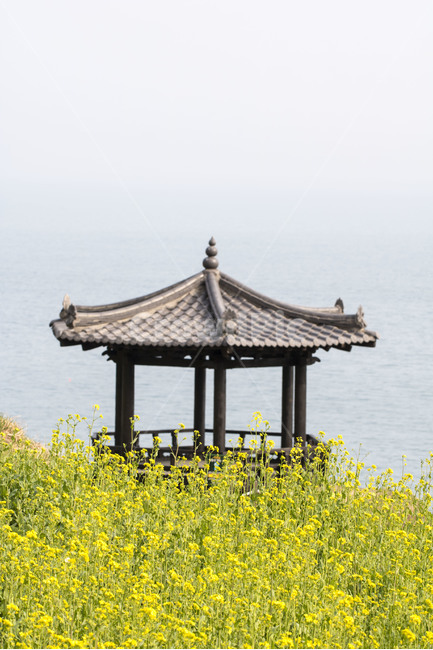 유채꽃,노란색,꽃,봄,봄꽃,시즌,플라워,배경,풍경,야외,생화,식물,백그라운드,봄,계절,spring,season,한국전통,한국문화,korean traditional,korean culture,식물,자연,plants,nature,꽃,flower