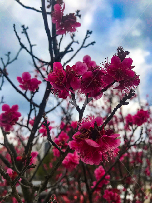 plant,식물,flower,blossom,풍경