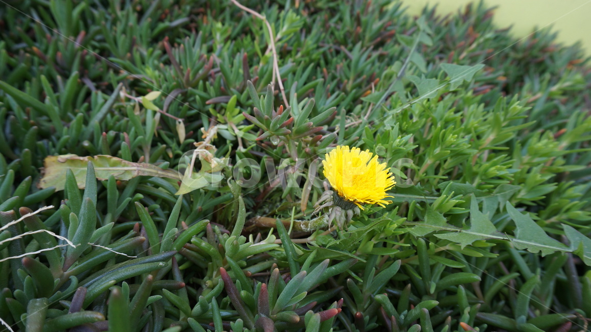 식물,flower,꽃,plant,민들레