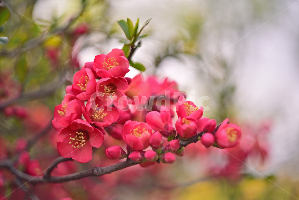 flare,Rosaceae,Spring background,ornamental,spring flowers,season,bokeh of light,Myeongja tree,flowers,blossom,springflowers,flower,red flower,outdoor,outdoors,background,plant,bokeh,deciduous shrub,tree flower