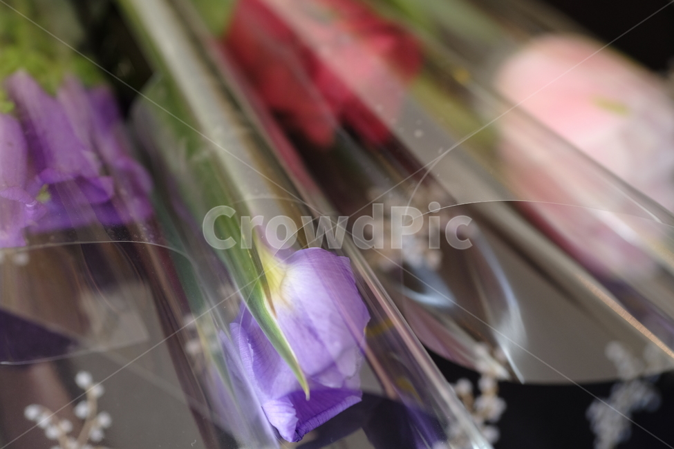 꽃,자연,식물,flower,plant,nature,꽃다발,행사,축하,선물,장미,깔끔,그대,꽃,flower,기념일,축하,anniversary,congratulation,celebrate,celebration
