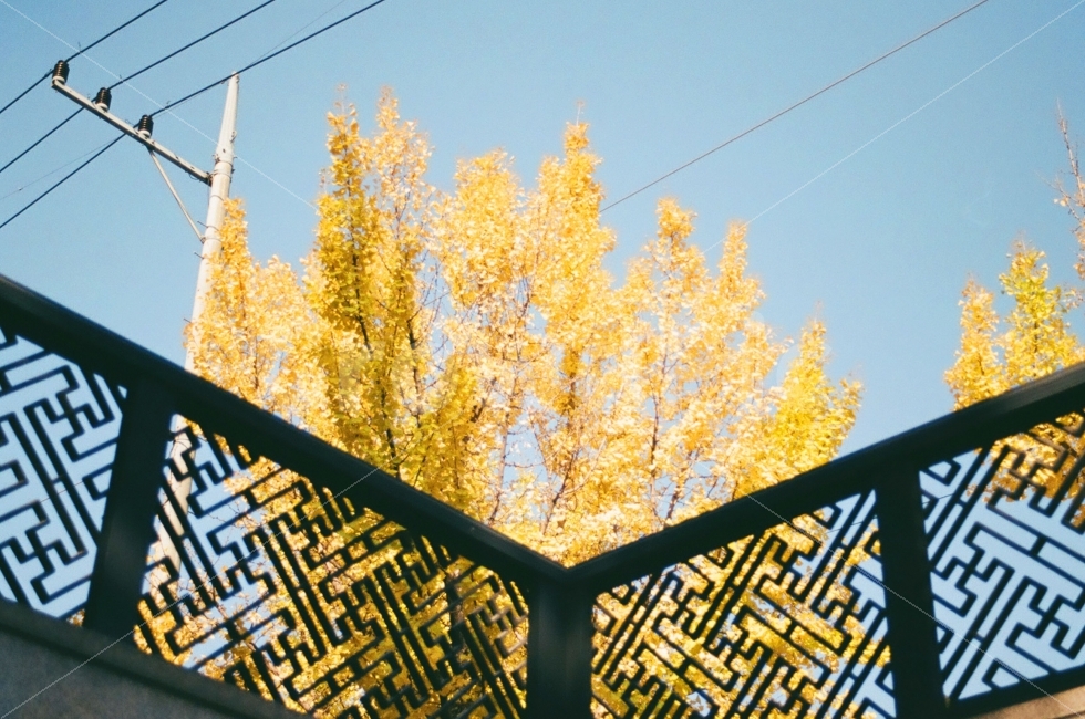 풍경,landscape,단풍,가을사진,은행나무,자연,nature,tree,하늘,sky,가을,계절,나뭇잎,도시풍경,가을,계절,fall,autumn,season,식물,자연,plants,nature,나무,trees,wood,감성,sensible,feeling