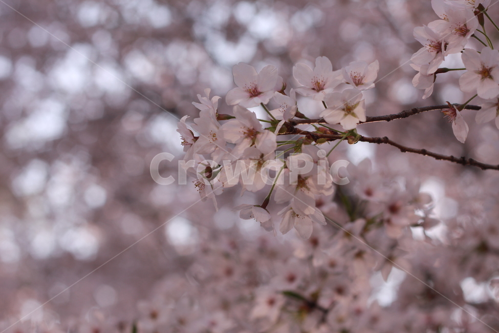 꽃,봄꽃,식물,flower,plants,봄,계절,spring,season,식물,자연,plants,nature,꽃,flower,plant,blossom,cherry blossom,벚꽃