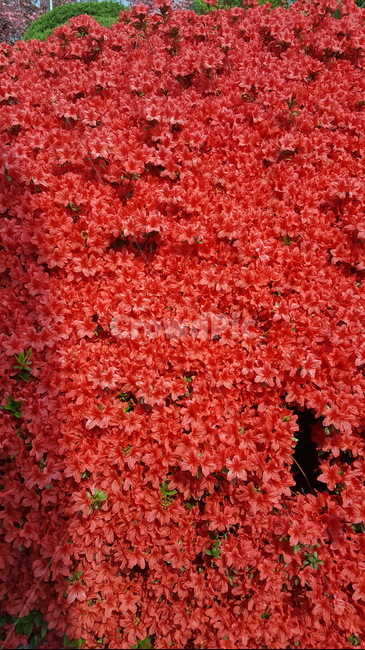봄,철쭉,붉은꽃,꽃무더기,꽃다발,식물,자연,plants,nature,꽃,flower