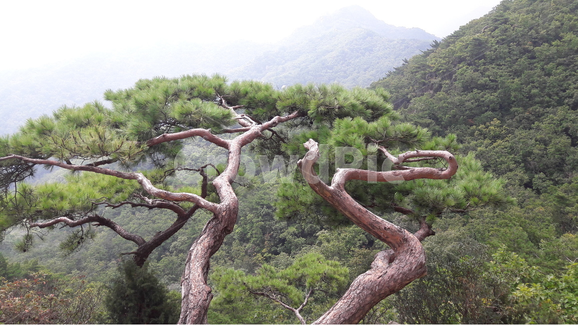 도봉산,소나무,명품송,우이암코스,관음암코스,용어천계곡,자연,풍경,nature,landscape,식물,plants,나무,trees,wood,tree,plant,tree trunk,나무 줄기