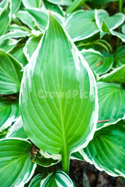 풀잎,잎사구,초록,식물,자연,초목,풀밭,잎,잎사귀,무늬,식물,자연,plants,nature