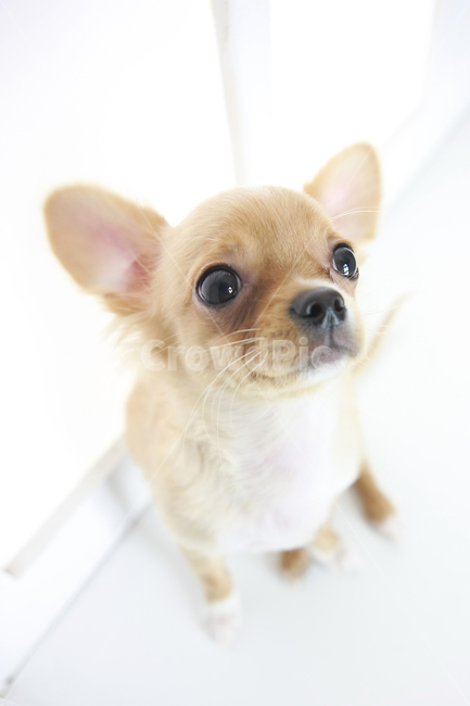 치와와,강아지,동물,개,애완동물,puppy,dog,pet,animal,chihuahua,동물,animal,포유류,mammal,개,강아지,dog,doggy