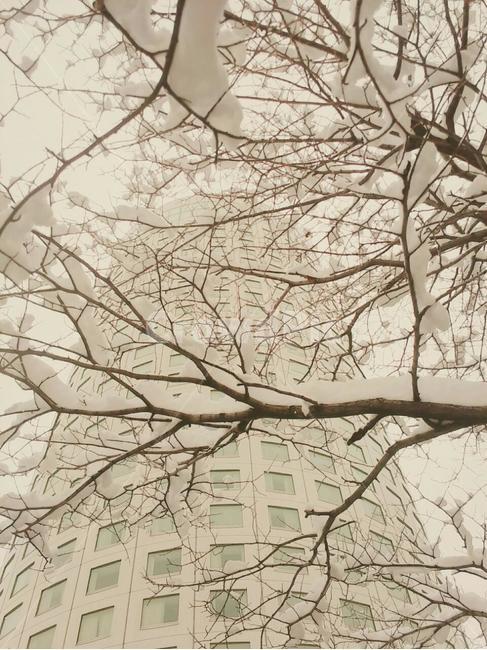 식물,tree,눈,snow,감성,겨울,계절,winter,season