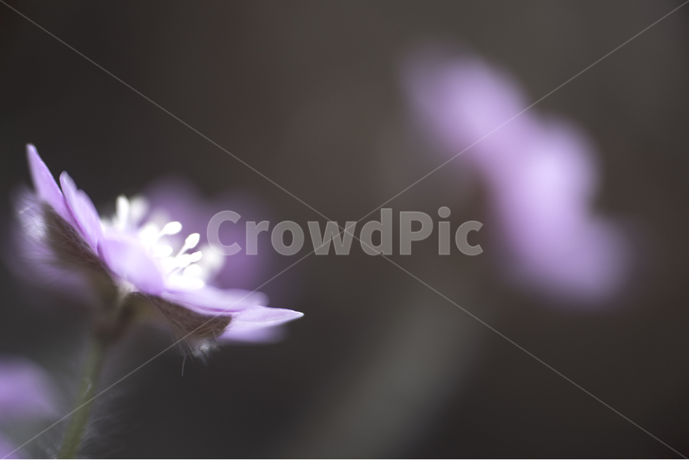 꽃,flower,노루귀꽃,봄꽃,식물,식물,자연,plants,nature,꽃,flower