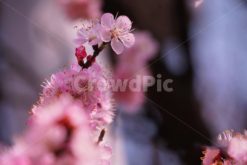 벗꽃,살구꽃,봄꽃,봄소식,꽃,봄,plant,식물,식물,자연,plants,nature,꽃,flower