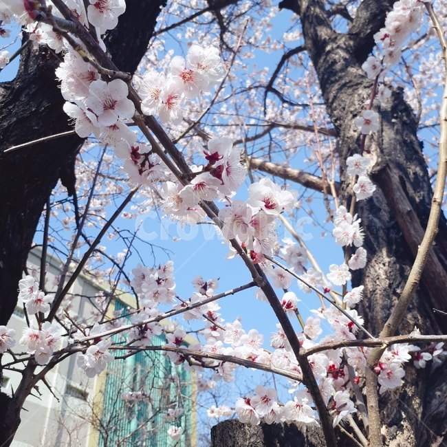 벚꽃,봄,꽃,나무,파란하늘,식물,자연,plants,nature,꽃,flower