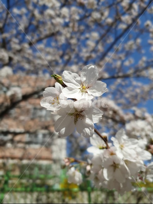 벚꽃구경,벚꽃엔딩,서울벚꽃,체리블라썸,꽃구경