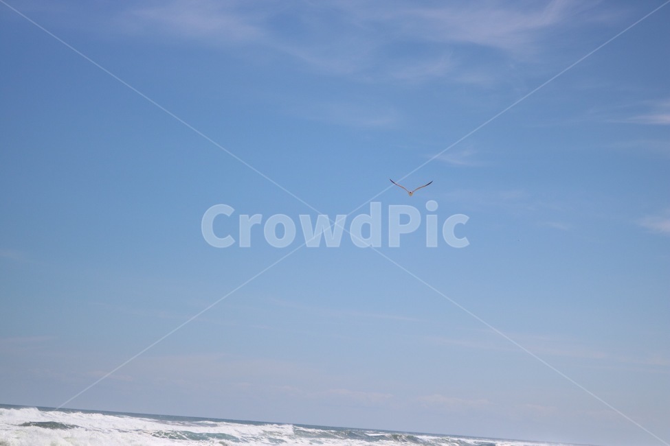 동해,바다,자연,파도,sea,umi,nature,wave,nami,여름,하늘,파랑,구름,흰색,갈매기,동물,새,조류,summer,natsu,sky,sora,blue,ao,cloud,kumo,white,shiro,gull,kamome,animal,doubutsu,bird,tori,자연,풍경,nature,landscape,동물,animal,조류,새,birds,leisure activities,레저 활동,adventure,모험,flying,나는