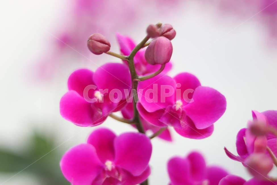 plant,식물,flower,꽃,blossom