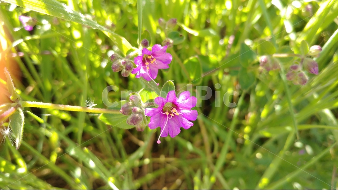 봄,꽃,봄꽃,눈부신봄볕,쾌청한날씨,분홍꽃,spring,springflower,dazzlingsunlight,봄,계절,spring,season,식물,자연,plants,nature,꽃,flower,geranium,제라늄,plant,blossom