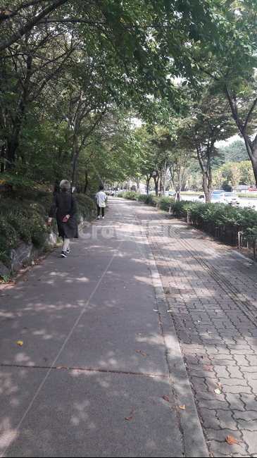 길가,나무,그늘,통로,사람,path,human,person