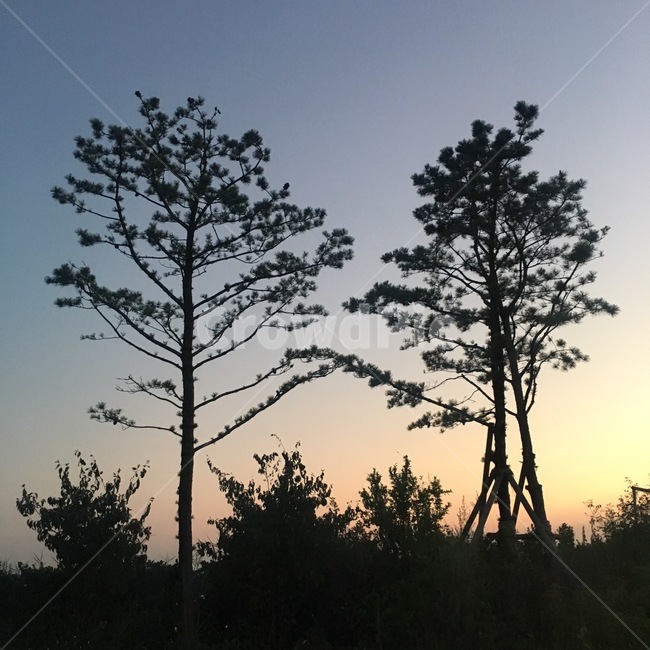 나무,풍경,초저녁,가을,배경화면,배경,감성,나무두그루,노을,소나무,자연,풍경,nature,landscape,실루엣,그림자,silhouette,shadow,outdoors,옥외,sunset,일몰,red sky,붉은 하늘,sky,하늘,dusk,황혼,dawn,새벽