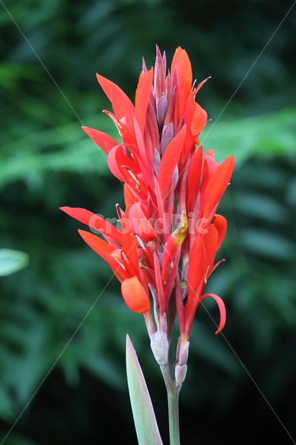 칸나,canna,flower,꽃,홍초