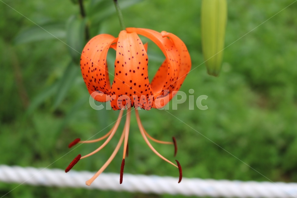 꽃,식물,자연,주황,초록,flower,plants,nature,orange,green,hana,shokubutsu,orenziiro,midori,식물,자연,plants,nature,꽃,flower