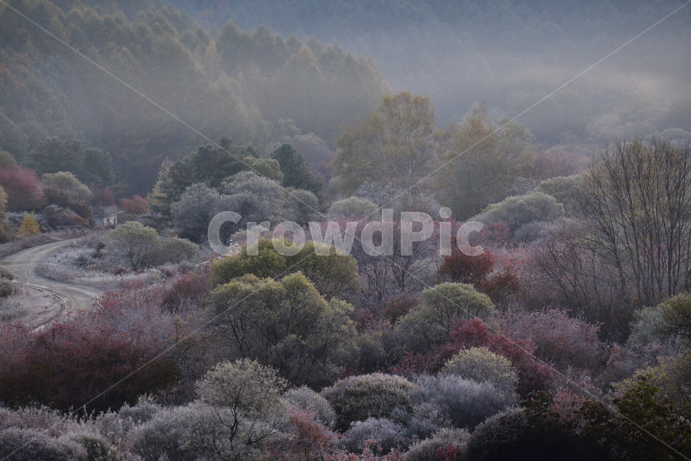 자연,풍경,가을,단풍,새벽,산,나무,가을,계절,fall,autumn,season,자연,풍경,nature,landscape,plant,식물