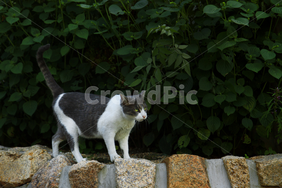고양이,동물,홍제동,숲,animal,개미마을,kitten,cat,동물,animal,포유류,mammal,고양이,cat,kitten,kitty