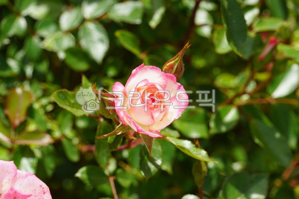 early summer,nature,In May,Rose Park,Rose,wild rose,flower,spring,spring flowers,petal,rose Festival,plant,rose,park