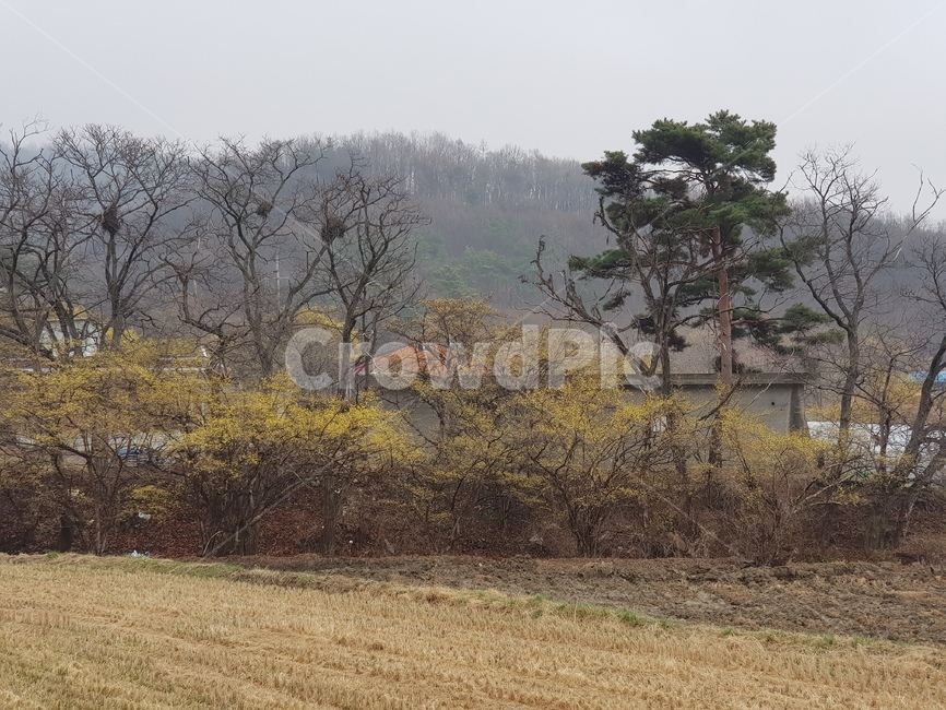 산수유,산수유꽃,산수유마을,농촌,농촌풍경,봄,봄꽃,풍경,자연,봄,계절,spring,season,자연,풍경,nature,landscape,outdoors,옥외,grassland,목초지,field,들