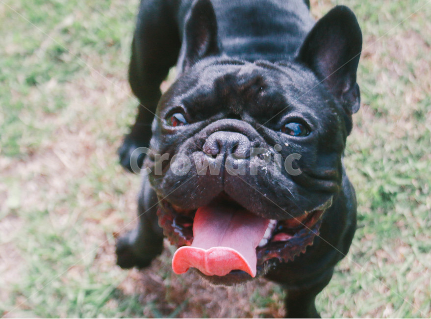 불독,프렌치불독,강아지,검정강아지,bulldog,frenchbulldog,애완견,blackdog,poppy,검은강아지,송곳니,프랑스불독,동물,dog,개,애완동물,pet,animal,mammal,canine,동물,animal,포유류,mammal,개,강아지,dog,doggy