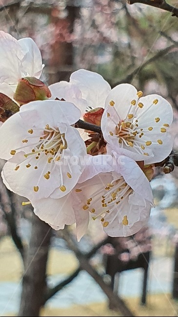 plant,꽃,식물,매화,봄