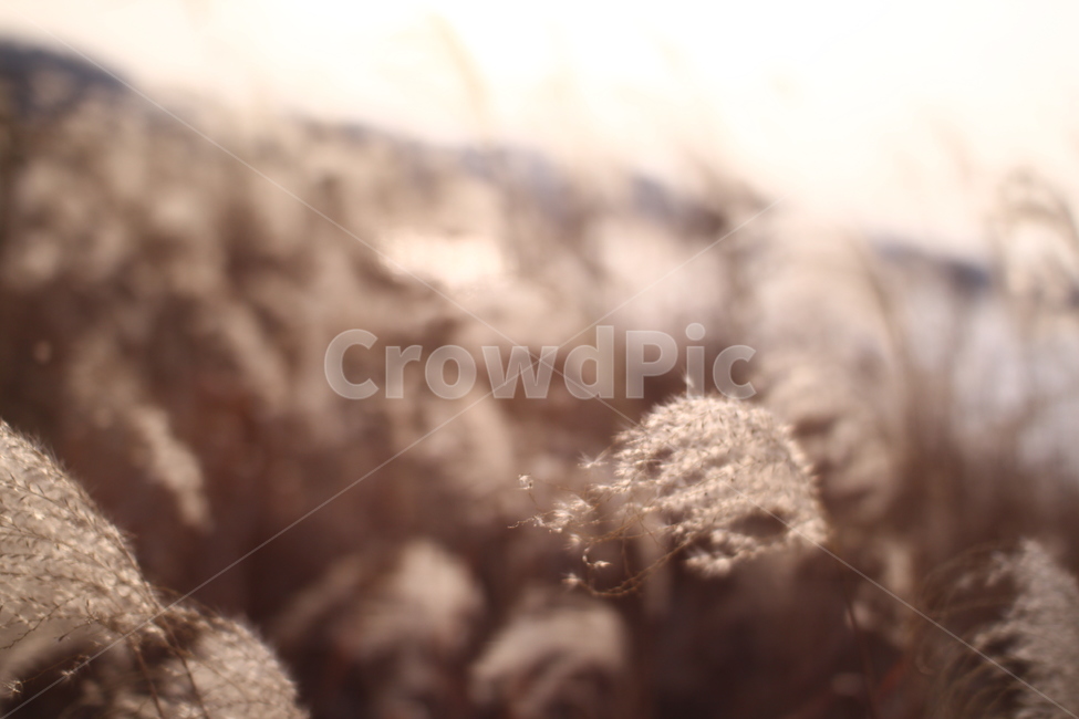 가을,갈대밭,갈대,따듯함,감성,식물,자연,nature,sensible,feeling,가을,계절,fall,autumn,season,자연,풍경,nature,landscape,plant