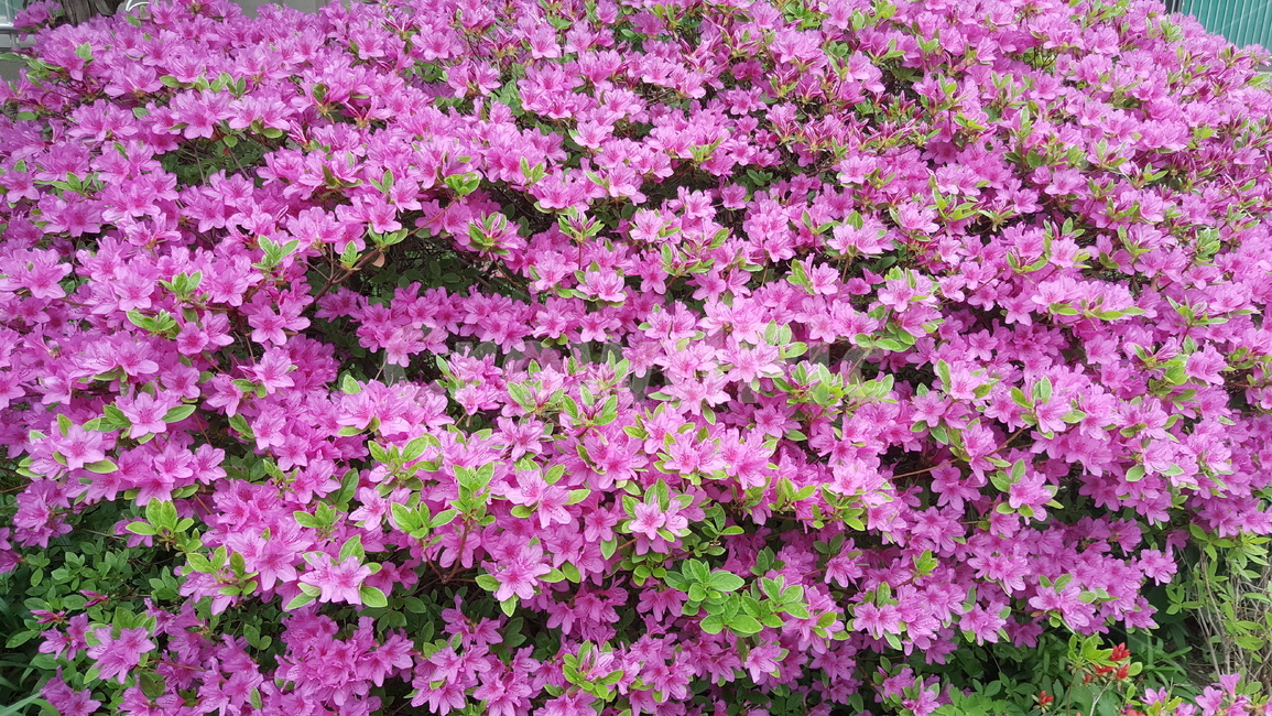 꽃,화단,식물,풍경,자연,식물,자연,plants,nature,꽃,flower