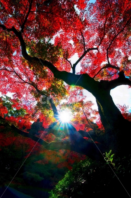 가을,단풍,빛,나무,계절,가을,계절,fall,autumn,season,식물,자연,plants,nature,나무,trees,wood,tree,plant,maple