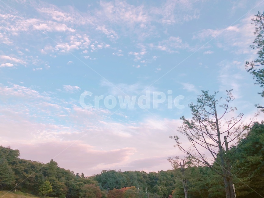 자연,나무,nature,식물,하늘,가을,바람,구름,YEONGRAN,자연,풍경,nature,landscape