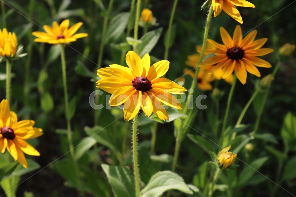 꽃,식물,햇빛,노랑,초록,자연,flower,plants,sunshine,sunlight,yellow,nature,hana,shokubutsu,hizashi,kiiro,midori,green,식물,자연,plants,nature,꽃,flower