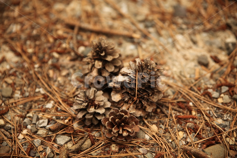자연,솔방울,힐링,숲,열매,자연,풍경,nature,landscape,ground,바닥