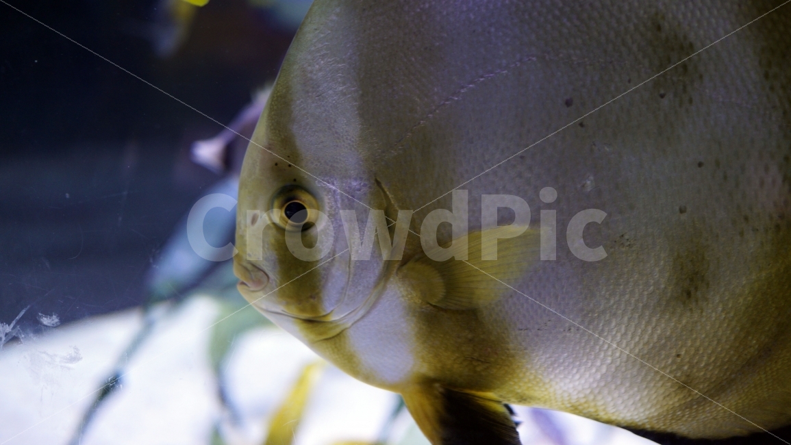 물고기,잉어,열대어,붕어,생선,어류,수족관,낙시,fish,어항,금붕어,수산,해양,바다,생물,동물,물속,바다속,바닷속,animal,수중,생명,자연,nature,물결,동물,animal,어류,물고기,fish