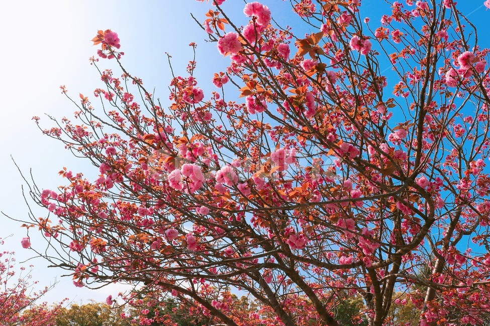 식물,flower,꽃,blossom,봄,벚꽃,자연