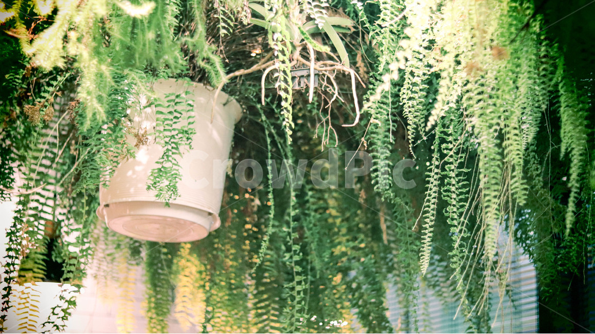 풀,화분,식물,인테리어화분,plant,flowerpot,interior,식물,자연,plants,nature
