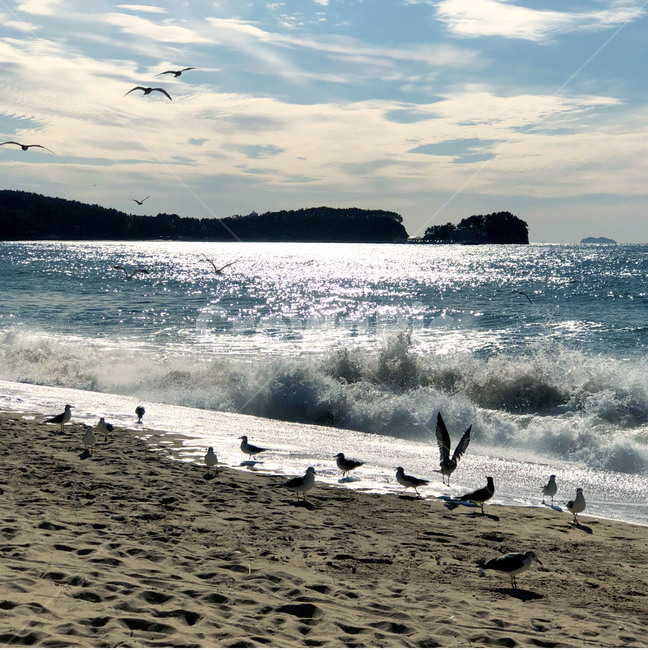 파도,하늘,구름,자연,물,해안선,outdoors,nature,sea,ocean,sky,water,푸른,시원한,바다,새,동물,bird,자연,풍경,nature,landscape,해변,바다,beach,sea,동물,animal,조류,새,birds,옥외,대양