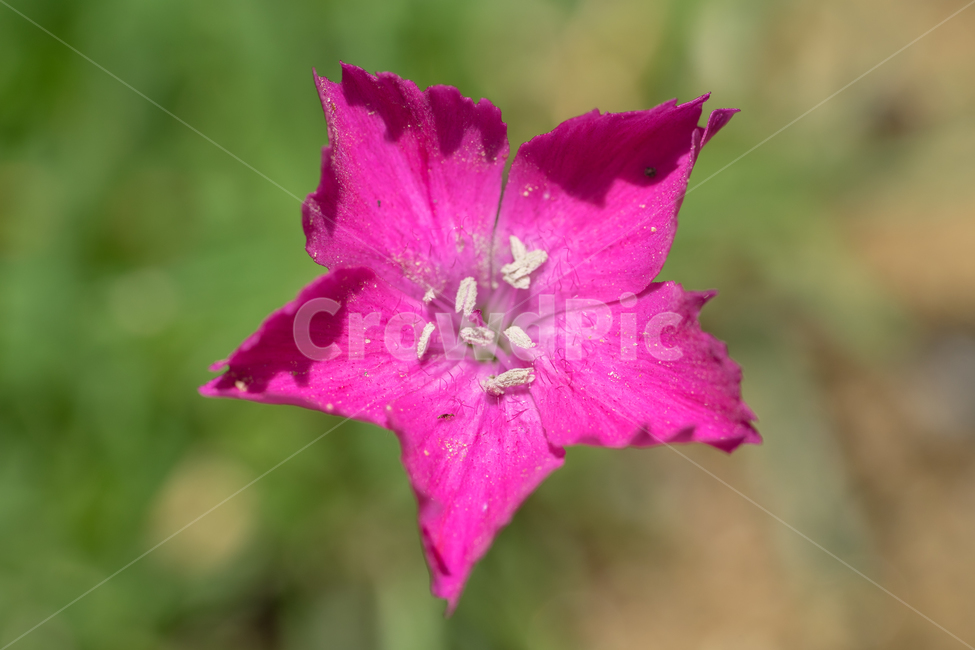 별꽃,봄꽃,봄,꽃,식물,자연,분홍,근접,상록패랭이,식물,자연,plants,nature,꽃,flower