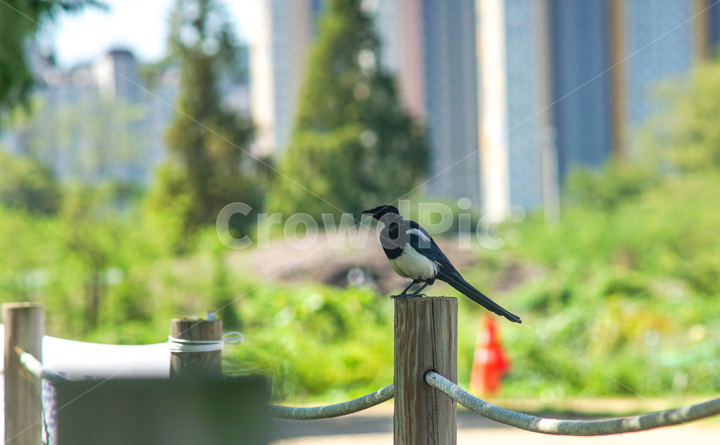 까치,새,조류,야생,말뚝,밧줄,동물,animal,조류,새,birds