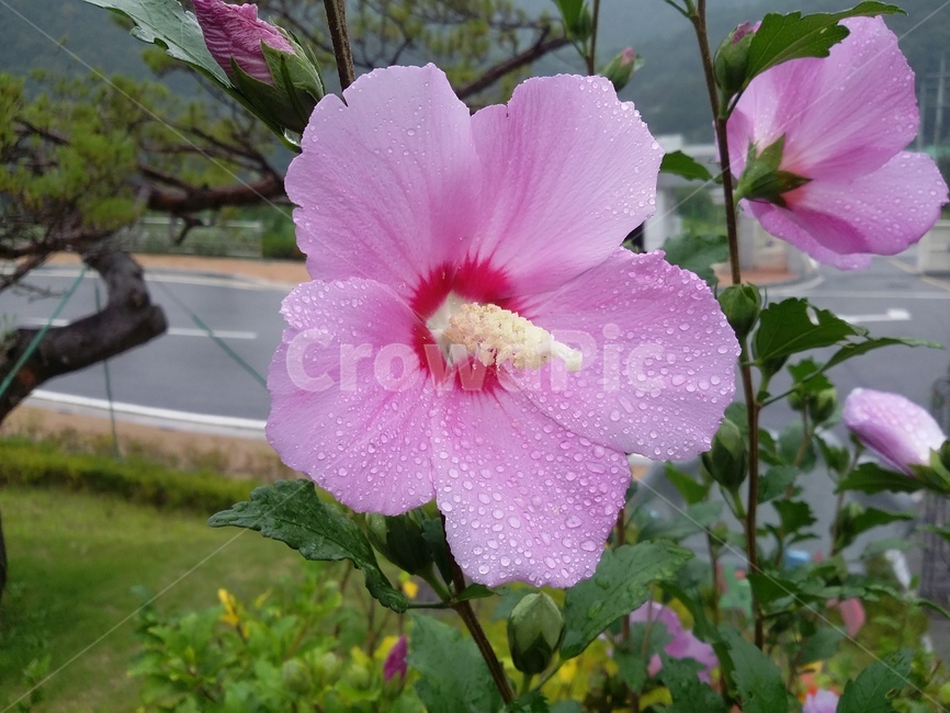 꽃,식물,flower,plant,무궁화,식물,자연,plants,nature,꽃,flower