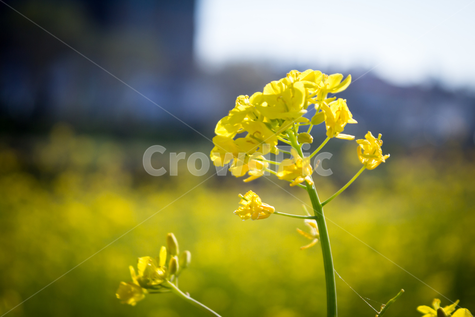 유채꽃,꽃,flower,blossom,봄,spring,자연,nature,들,꽃밭