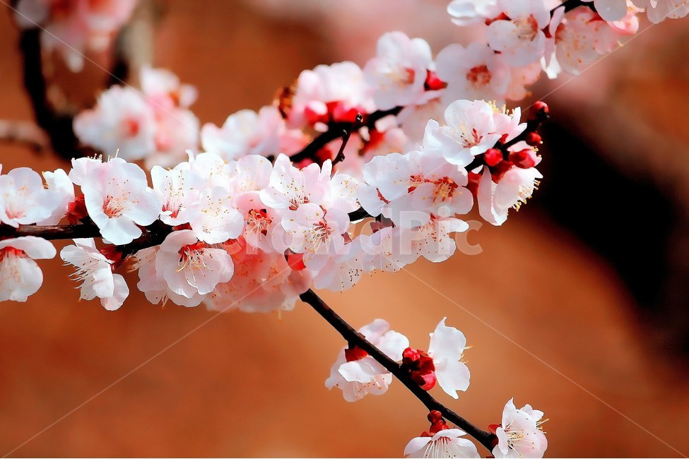 벚꽃,봄,봄풍경,풍경,웹,봄감성,봄,계절,spring,season,식물,자연,plants,nature,꽃,flower,plant,blossom