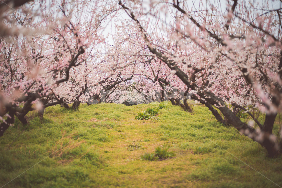 꽃,매화,매화꽃,매화나무,식물,봄,계절,spring,season,자연,풍경,nature,landscape,plant