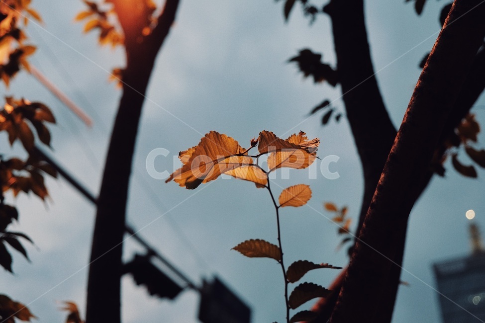 나무,나뭇잎,감성,필름,필름카메라,식물,자연,plants,nature