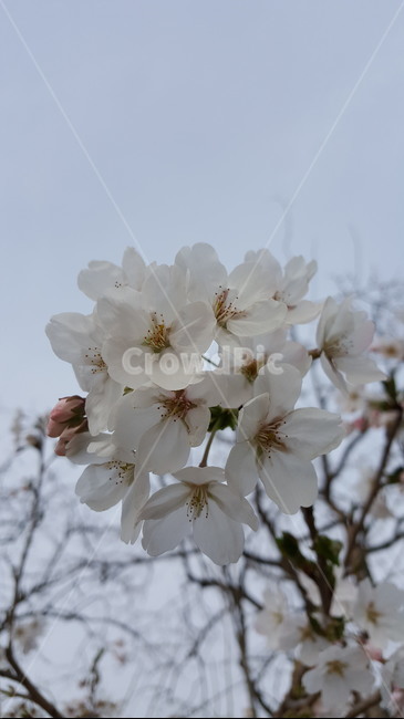 벚꽃,봄,꽃,자연,식물,나무